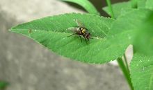 高一小说：苍蝇和蜗牛_900字