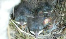 关于夏天的作文：林间小道里的那只雏鸟_1200字