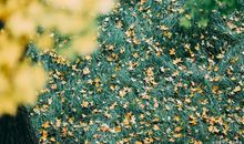 写景作文：秋天的落叶