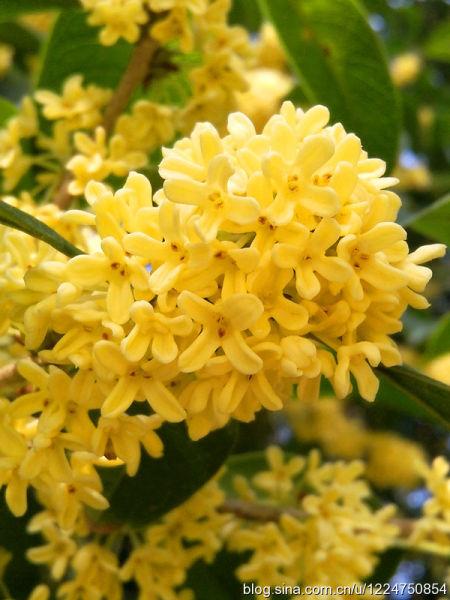 关于桂花的作文：金秋娇子――桂花_650字