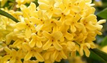 关于桂花的作文：金秋娇子――桂花_650字