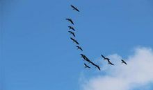 读后感：《尼尔斯骑鹅旅行记》读后感