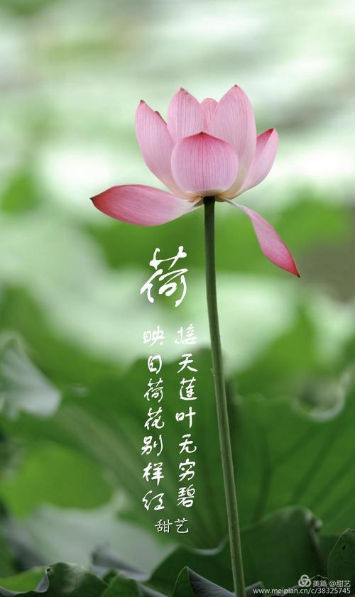 荷花（二）_500字