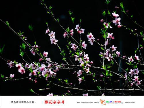 窗外，梅花朵朵_800字