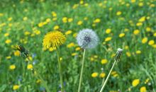 成长话题作文：做最好的自己