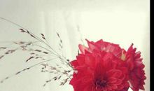 像花儿一样等待 学会等待作文500字