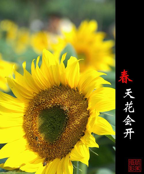 春天花会开_900字