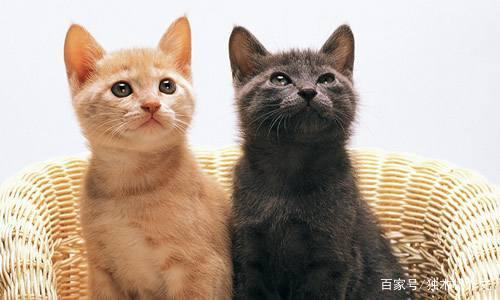 三年级作文:小猫