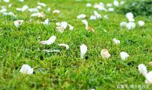 三年级作文：春天的脚步