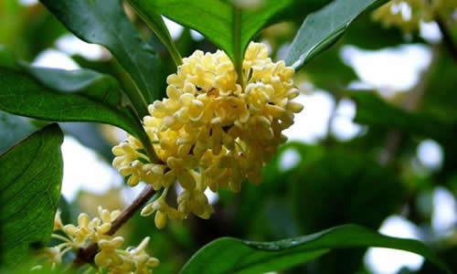 关于桂花的作文：桂花飘香_550字