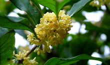 关于桂花的作文：桂花飘香_550字