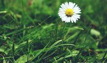 六年级作文：最好的知己