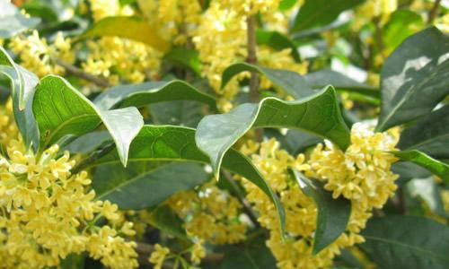 关于桂花的作文：我爱校园的桂花_750字
