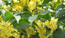 关于桂花的作文：我爱校园的桂花_750字