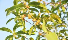 关于桂花的作文：校园里的桂花香_900字