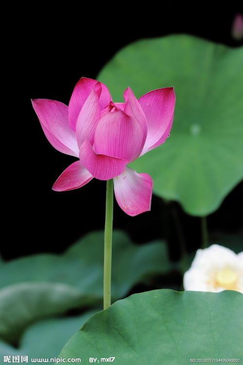 荷花_350字