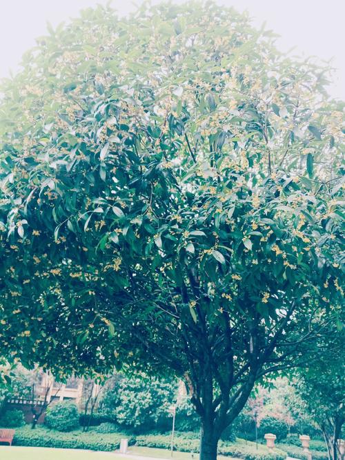关于桂花的作文：兰花和桂花树_550字