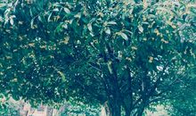 关于桂花的作文：兰花和桂花树_550字