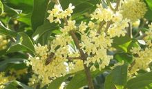 关于桂花的作文：桂花飘香_450字