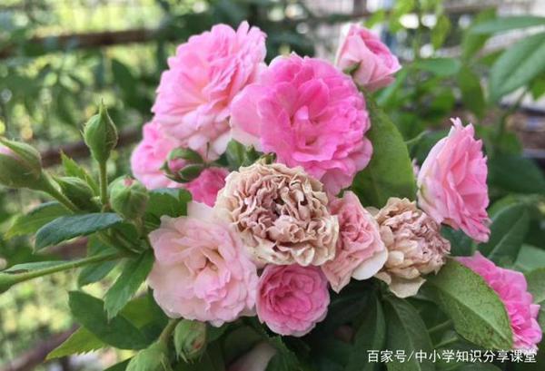 小学生优秀作文赏析——《蔷薇花》,收藏,让孩子读一读 2