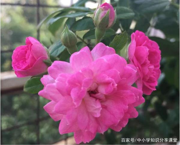 小学生优秀作文赏析——《蔷薇花》,收藏,让孩子读一读 1