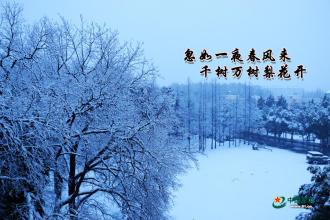 忽如一夜春风来，千树万树梨花开_1200字
