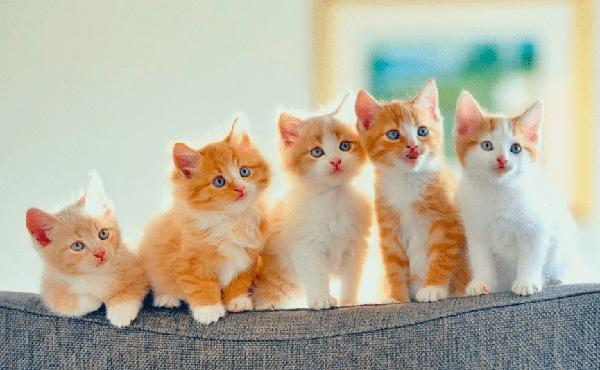 萌萌哒的猫-关于动物的作文700字