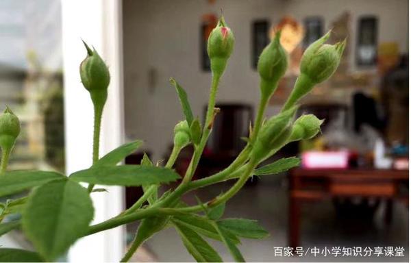 小学生优秀作文赏析——《蔷薇花》,收藏,让孩子读一读