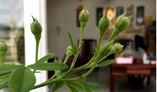 小学生优秀作文赏析——《蔷薇花》，收藏，让孩子读一读