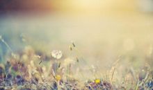 高二叙事散文：落叶_650字