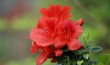 小升初满分作文：映山红