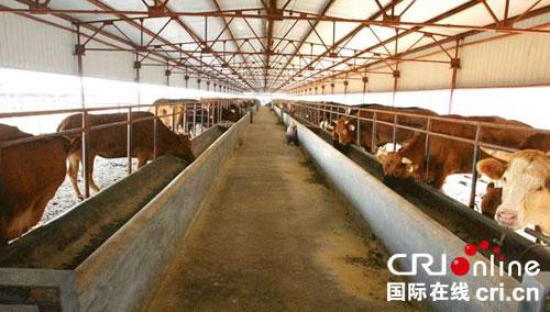高强度育肥牛养殖技术初探论文 2