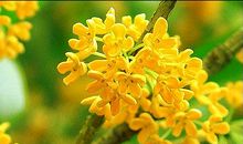 关于桂花的作文：桂花林_500字