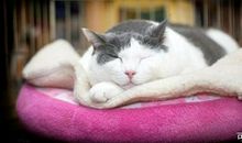 帮我的肥猫减肥-小学写事作文500字