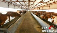 高强度育肥牛养殖技术初探论文