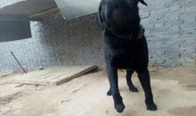 初三状物作文：那条拉不拉多狗_750字