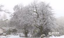 春雪飘飘 美丽的雪景作文700字