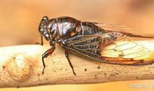 小学生叙事作文：捉知了