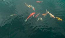 海里兜鱼 四年级记叙文300字