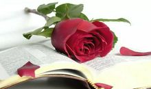 做带刺的玫瑰 抒情随笔400字