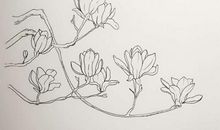 初一状物作文：白玉兰_550字