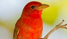 夺目标题+亮丽开头+经典主体+精彩结尾=满分作文