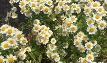 优秀作文：《初心》