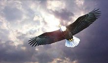 初三议论文：信念是鸟，展翅翱翔_800字