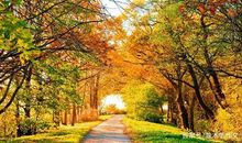 四年级作文：迷人的秋天