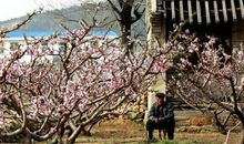 三千桃花红尽梦中年少散文