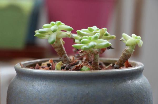 东野圭吾《时生》读后感：作为我们的孩子，你觉得高兴吗？ 1