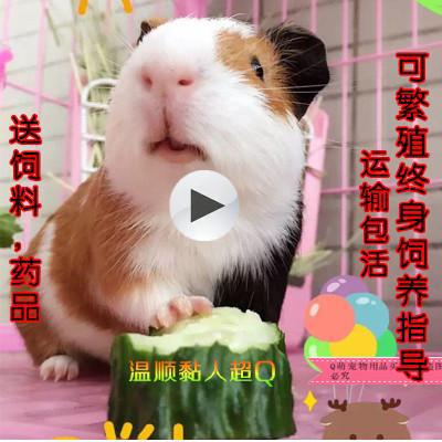 我的动物朋友荷兰猪作文600字