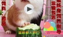 我的动物朋友荷兰猪作文600字