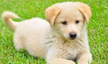 五年级作文：我的小狗